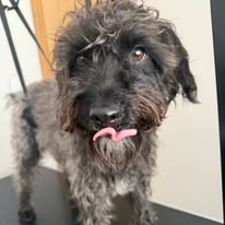 Grey cockapoo after a full groom