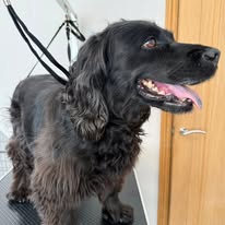 Black Cocker Spaniel after a full groom