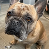 French Bulldog after a wash and tidy