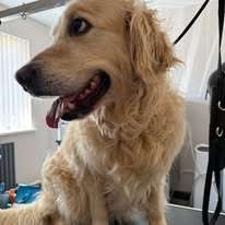 Golden Retriever groomed and brushed out