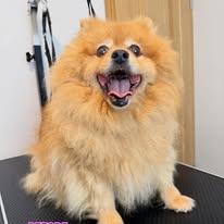 Freshly groomed Pomeranian with a fluffy coat